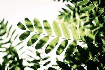 Green leaves isolated on white background for montage product display or design. Tree leaves. © MrCio