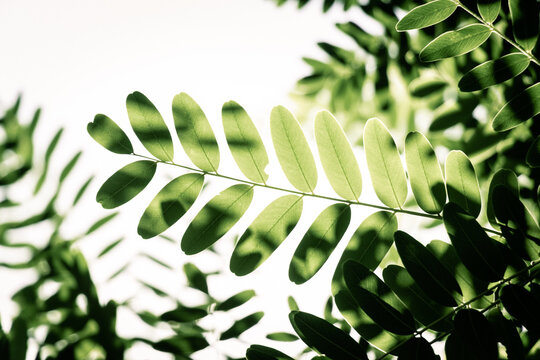 Green leaves isolated on white background for montage product display or design. Tree leaves.