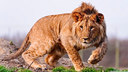 Lion stalking prey in the bush in summer, India