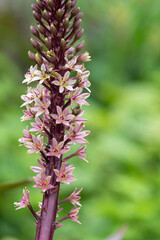 Close up of pineapple lily (eucomis comosa) flowers in bloom