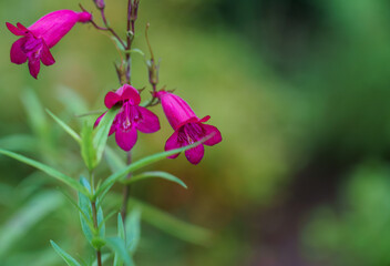 Penstemon Pensham Just Jayne 'beardtongue' flowering through October, composed with a blurred background