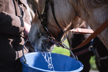Fjordpferd trinkt unterwegs aus einem Eimer © Talitha