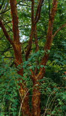 close up showing the peeling bark on a water gum or kanooka tree (Tristaniopsis laurina)