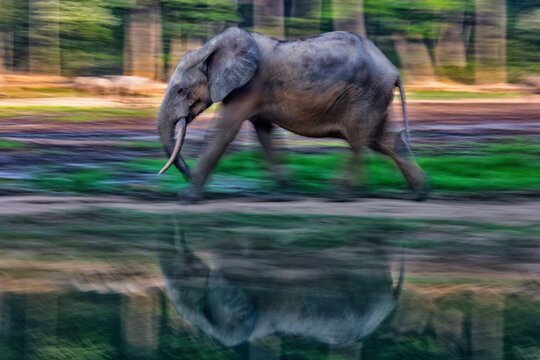 Central African Republic, African forest elephant (Loxodonta cyclotis) walking along forest lakeshore