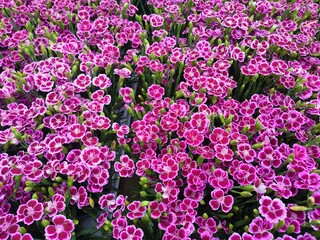 Fototapeta premium Full frame image of small variegated pink flowers showing petal detail