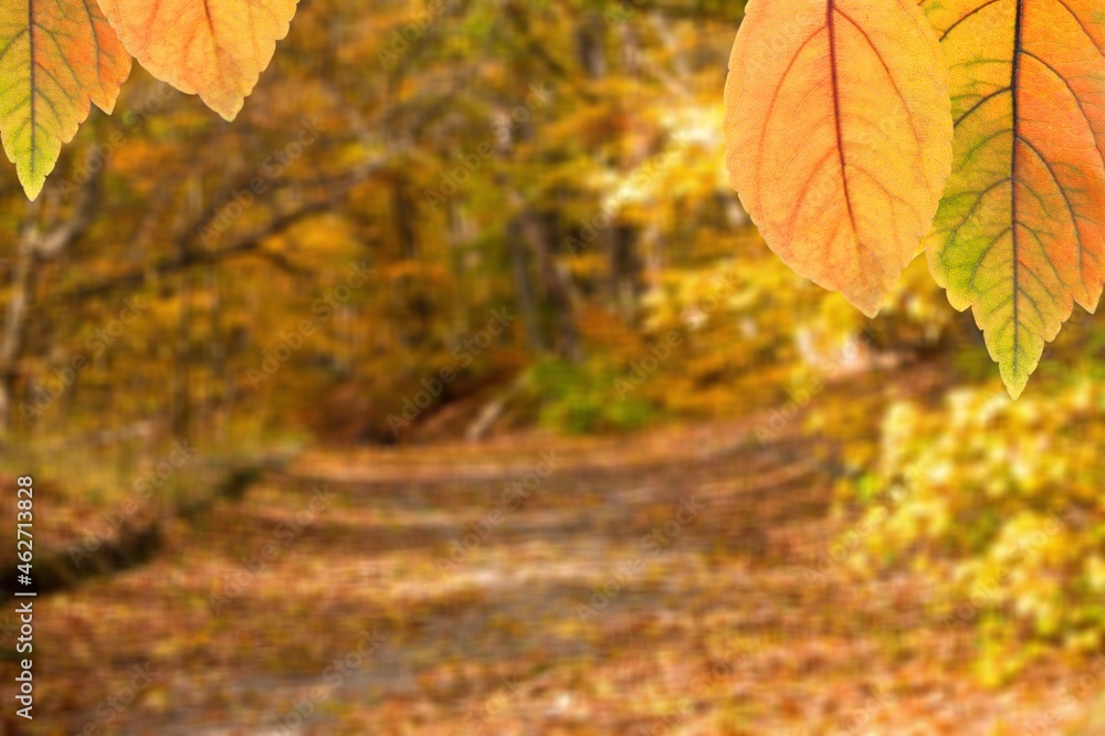 Wall mural Orange autumn background from nature forest with trees