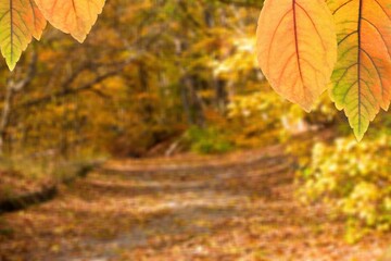 Orange autumn background from nature forest with trees
