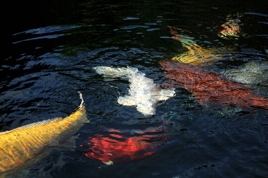 Kois in a pond