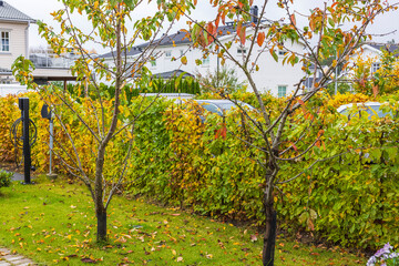 Fototapeta na wymiar Beautiful view of fallen leaves on grass. Autumn landscape. Autumn season concept. Sweden.