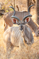 Kudu bull looking at the camera