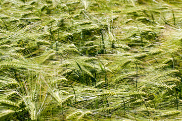 wheat field with an immature wheat crop