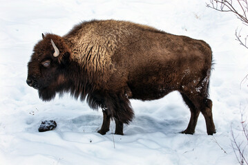 Bison foraging in the snow in Yellowstone's Lamar Valley, Wyoming