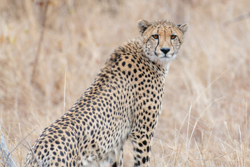 Naklejka na ściany i meble Portrait of a cheetah looking at the camera