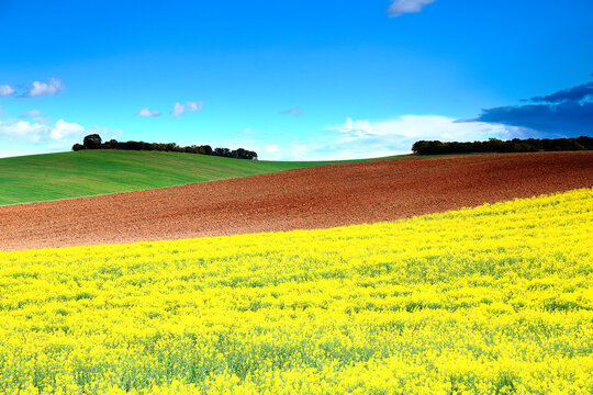 Spain, Province of Guadalajara, Castilla-La Mancha, Rapeseed field in spring