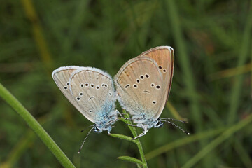 Obraz premium farfalline in accoppiamento (Cupido minimus)