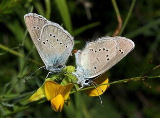 farfalline in accoppiamento (Cupido minimus)