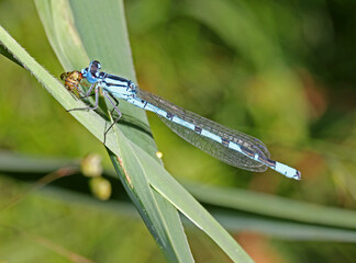 piccola libellula celeste (Coenagrion puella) che divora la sua preda