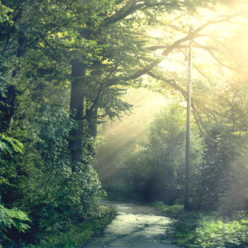 Country road in morning light