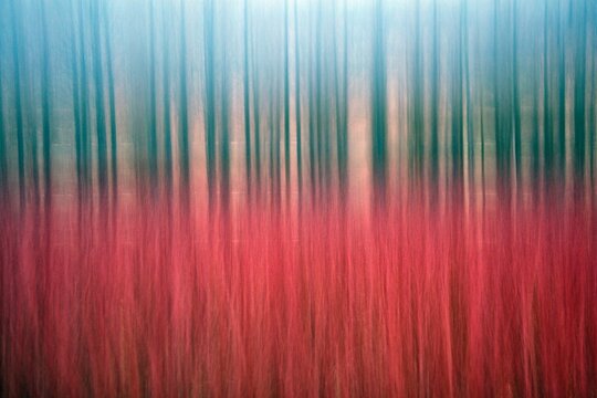 Spain, Province of Cuenca, Canamares, Red reeds cultivated for wicker