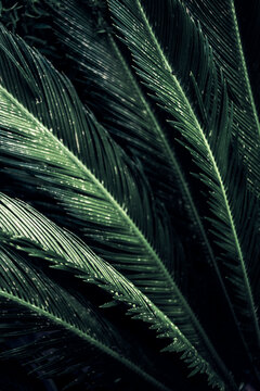 Close-up of leaves of a sago palm, Cycas Revoluta