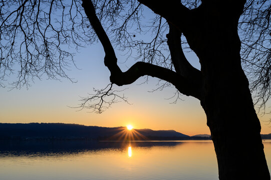 Germany, Baden-Wurttemberg, Silhouette of tree against Lake Constance at sunset