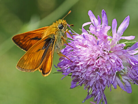 tozza farfallina (Ochlodes silvanus) su knautia