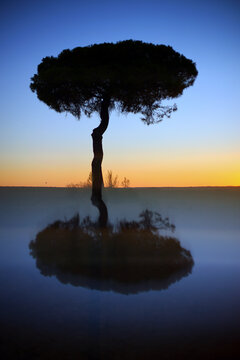 Silhouette and reflection of pine tree at sunrise