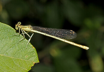 piccola libellula verde (Platycnemis pennipes)