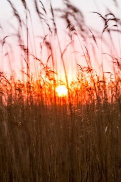 Germany, Usedom, Loddin, grasses at sunset