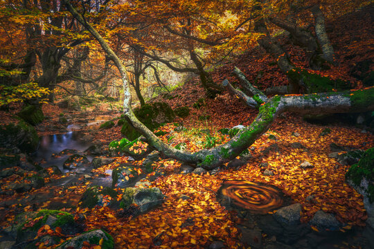 Fototapeta Spain, Province of Leon, Cinera, Stream flowing in autumn forest covered in fallen leaves