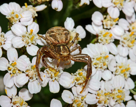 ragno granchio (Xysticus cristatus) in attesa della preda