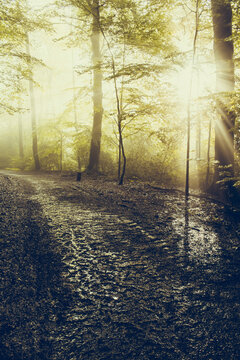 Forest, forest path after rain against sun light