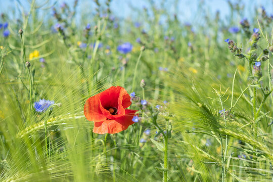 Germany, Mecklenburg-Western Pomerania, Rugen, summer flowers, poppy and cornflowers