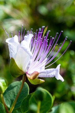Italy, Sicily, Pantelleria, blossom of caper bush