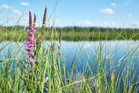 Germany, Baden-Wuerttemberg, Villingen-Schwenningen, Schwenninger Moos, purple loosestrife, Lythrum anceps
