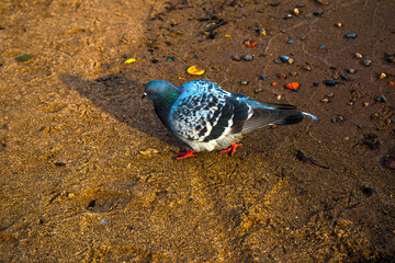A pigeon walks on yellow sand 