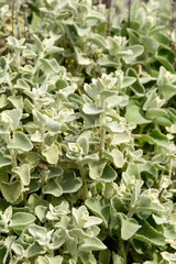 Homeopathic plant (Ballota acetabulosa, Lamiaceae) grows in the mountains