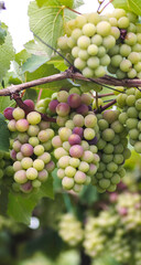 Grape cultivation in the municipality of Valle del Cauca Colombia.