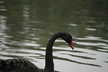 black swan on the lake