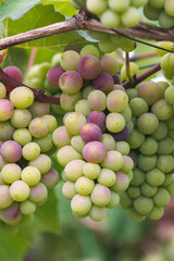 Grape cultivation in the municipality of Valle del Cauca Colombia.