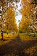 Yellow trees in the autumn park