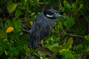 The yellow-crowned night heron,  (Nyctanassa violacea).