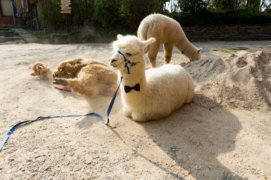 Three alpacas relaxing