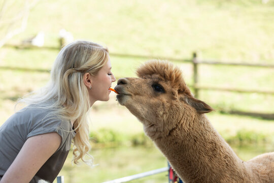 Woman feeding alpaca from mouth to mouth