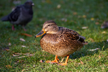 Close up of a female mallard duck looking at the camera