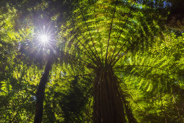New Zealand, North Island, Sun shining through leaves of tree ferns in Pihanga Scenic Reserve