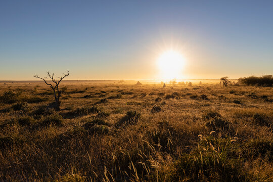 Africa, Namibia, Etosha National Park, Landscape, steppe at sunrise