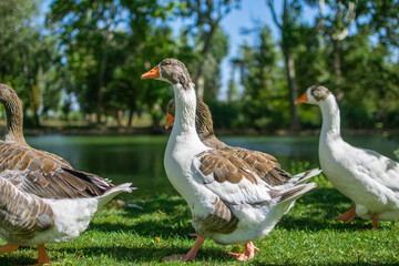 Grup of ducks walking in the grass to the lake