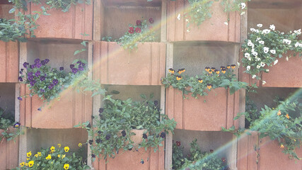 Brick wall with pansy flowers (violet) in hanging boxes.