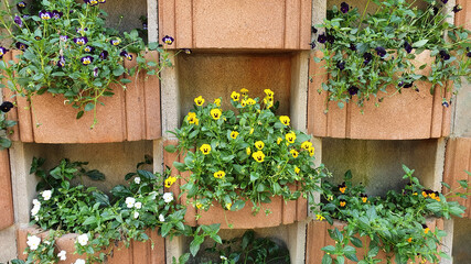 Fototapeta na wymiar Brick wall decorated with pansy plants (violet) in hanging boxes.